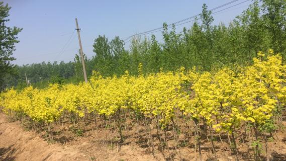 明光市市委书记被巅峰国际企业文化深深感动 | 深入沟通合作空间广阔